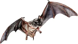 Best Sellers Part IV Prints: Mexican Free-tailed Bat, Illustration
