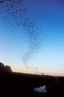2005 Prints: Mexican Freetail Bats