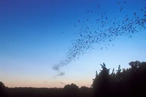 2005 Prints: Mexican Freetail Bats
