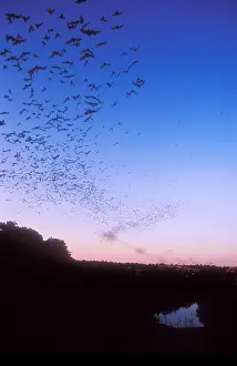 Flying Prints: Mexican Freetail Bats