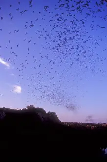 Flying Prints: Mexican Freetail Bats