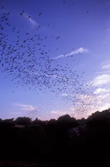Flying Prints: Mexican Freetail Bats