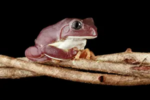 Mexico Prints: Mexican Leaf Frog on Branch