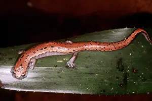 Mexican Prints: Mexican Palm Salamander