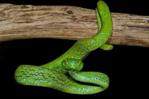 Poisonous Prints: Mexican Palm Viper
