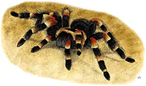 Zoology Prints: Mexican Red Kneed Tarantula
