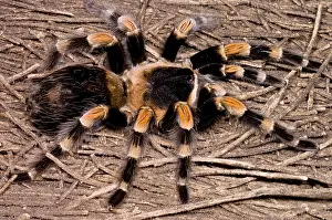 Mexican Prints: Mexican Red-Legged Tarantula