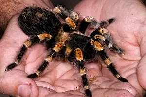 Hand Prints: Mexican Red-Legged Tarantula