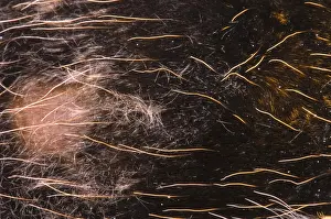 Details Prints: Mexican Red-Legged Tarantula