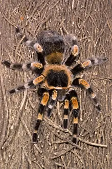 Mexican Prints: Mexican Red-Legged Tarantula