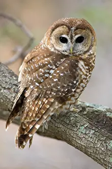 Tree Prints: Mexican Spotted Owl