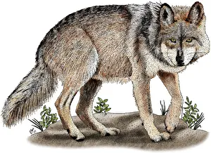 Gray Prints: Mexican Wolf
