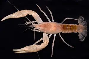 Cambaridae Prints: Miami Cave Crayfish