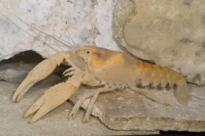 Groundwater Prints: Miami Cave Crayfish