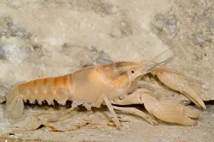 Cave Prints: Miami Cave Crayfish