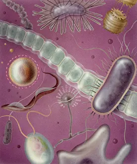 Virus Prints: Microbes