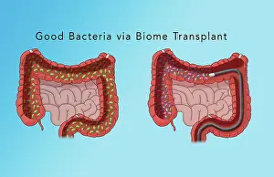 Intestines Prints: The microbiome of the large intestine