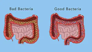 Microorganisms Prints: The microbiome of the large intestine