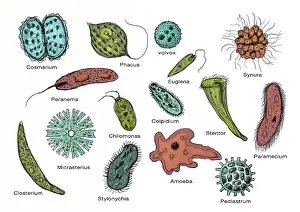 Flagellate Prints: Microorganisms, Illustration