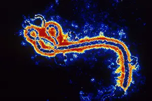 Trending: Microscope Photo of the Ebola Zaire Virus (TEM), First Photo Ever Taken