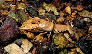 Reproductive Prints: Midget Crayfish (Faxonius nana)
