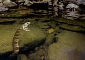 Arkansas Prints: Midland Water Snake (Nerodia sipedon pleuralis)