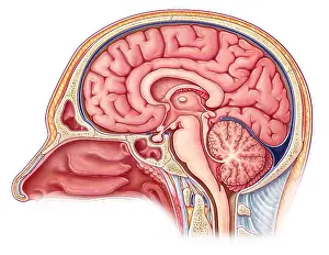Plate Prints: Midsagittal Brain, Illustration