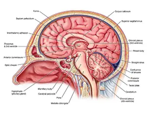 Plate Prints: Midsagittal Brain, Illustration
