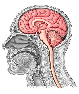 Body Prints: Midsagittal Brain, Illustration