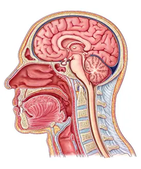 Cerebrum Prints: Midsagittal Section, Illustration