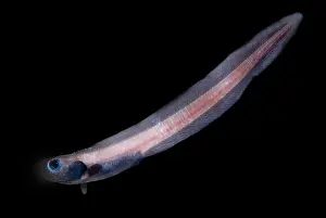 Soft Prints: Midwater Eelpout