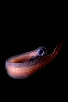 Trench Prints: Midwater Eelpout