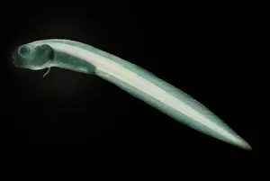 California Prints: Midwater Eelpout