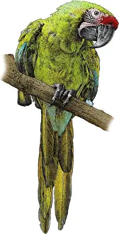 Psittacidae Prints: Military Macaw, Ara militaris, Illustration