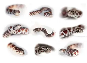 Shot Prints: Milk Snake, Lampropeltis triangulum
