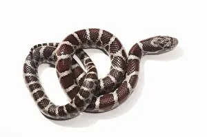 Shot Prints: Milk Snake, Lampropeltis triangulum