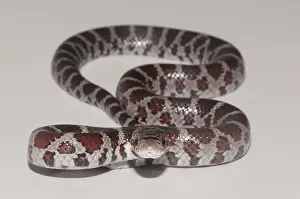 Shot Prints: Milk Snake, Lampropeltis triangulum