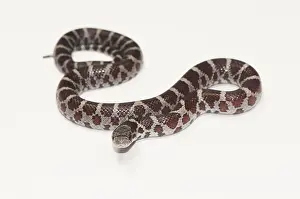 Shot Prints: Milk Snake, Lampropeltis triangulum