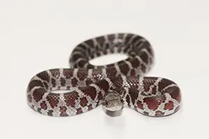 Shot Prints: Milk Snake, Lampropeltis triangulum