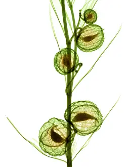 Balloon Prints: Milkweed, Gomphocarpus physocarpus, X-ray