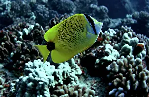 Fish Prints: Millet Butterflyfish (Chaetodon miliaris)