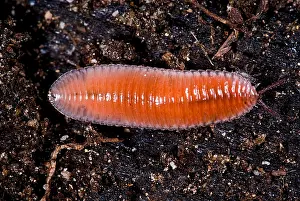 Litter Prints: Millipede