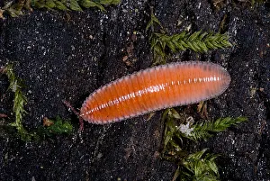 Litter Prints: Millipede