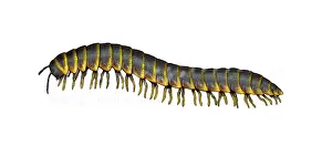 Millipede Prints: Millipede (Apheloria virginiensis)
