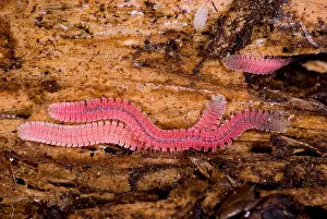 Litter Prints: Millipedes