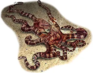 Cephalopod Prints: Mimic Octopus