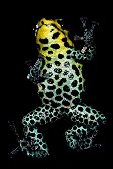 Mimic Poison Frog