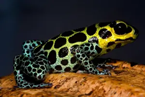 Coloration Prints: Mimic Poison Frog