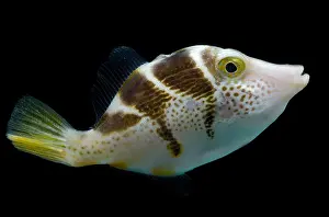 Mimicry Prints: Mimic Saddle Filefish