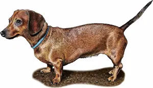 Miniature Prints: Miniature Dachshund